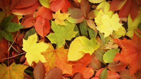 Гадание ранней осенью на листьях